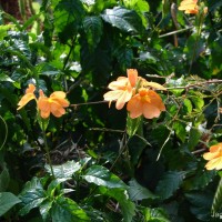 Crossandra infundibuliformis subsp. infundibuliformis (L.) Nees